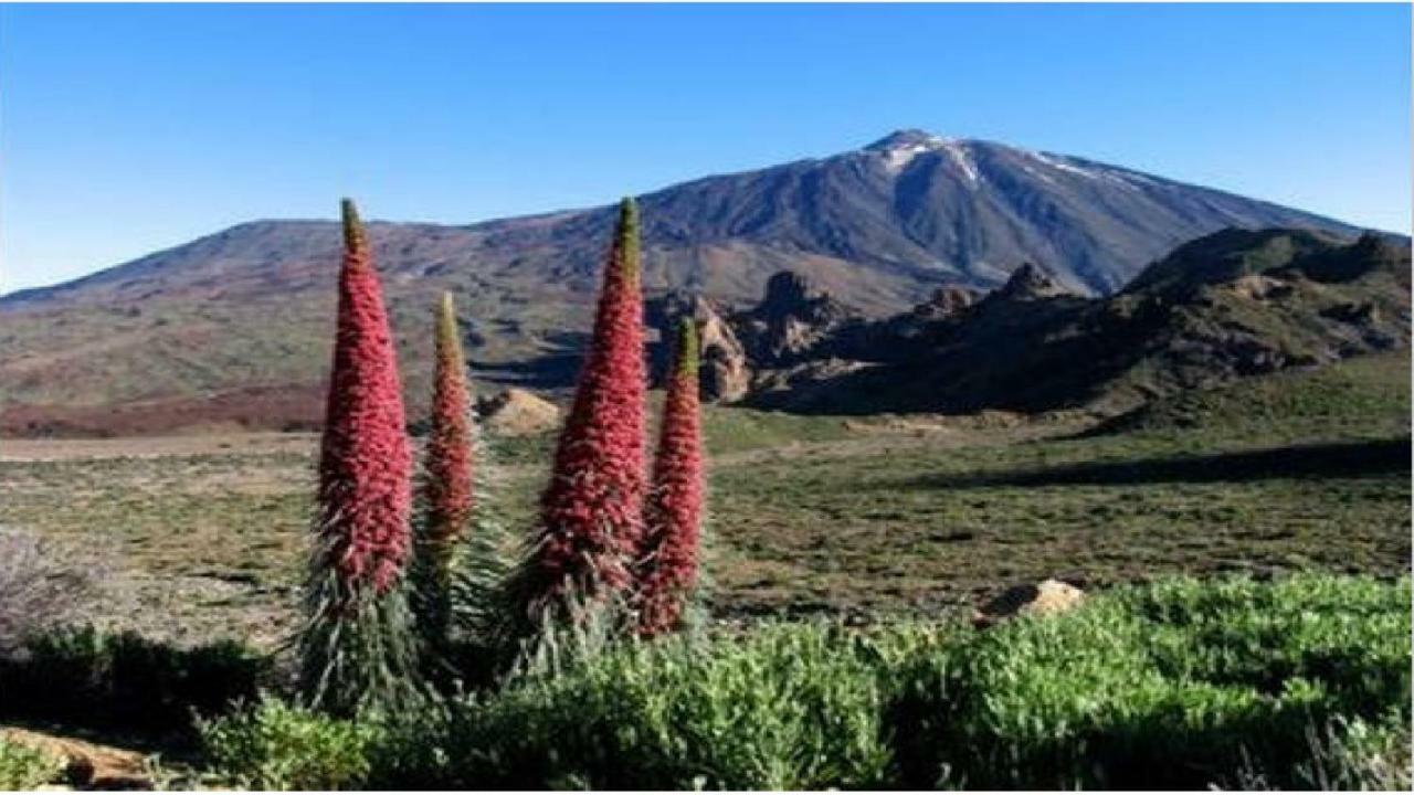 Apartamento Primavera Costa Del Silencio Eksteriør bilde